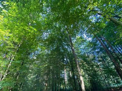 Anlageobjekt kaufen in 8344 Bad Gleichenberg