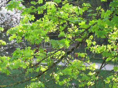 Anlageobjekt kaufen in 4020 Linz