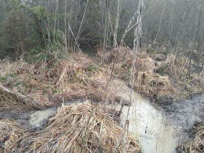 Teich- und Fischwirtschaft kaufen in 3902 Vitis (Bild 3)