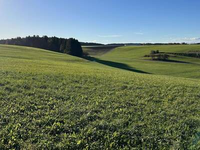 Grundstück kaufen in 4851 Gampern