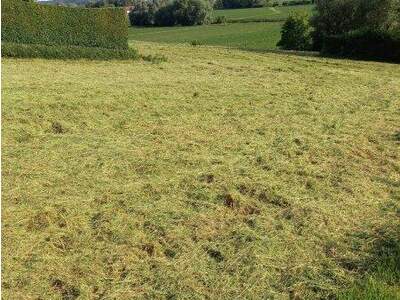 Grundstück kaufen in 8332 Edelsbach (Bild 4)