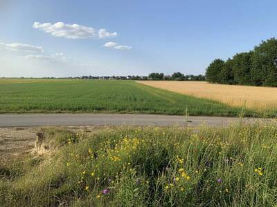 Grundstück kaufen in 2425 Nickelsdorf
