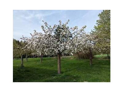 Wohnung provisionsfrei mieten in 3862 Eisgarn