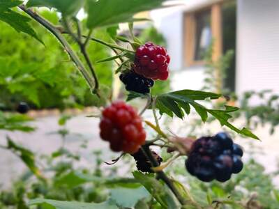 Wohnung kaufen in 6020 Innsbruck (Bild 5)