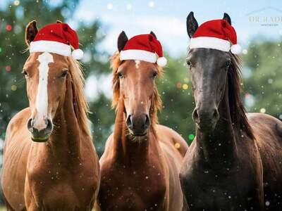 Gewerbeobjekt kaufen in 9100 Völkermarkt