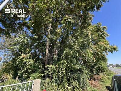 Grundstück kaufen in 2230 Gänserndorf (Bild 3)