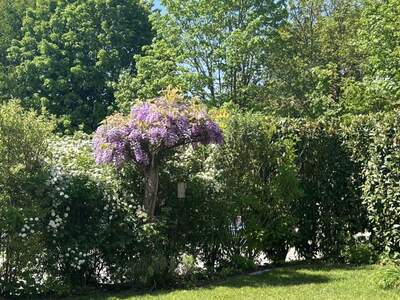 Haus mit Garten kaufen in 3300 Amstetten (Bild 3)
