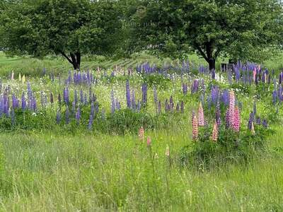 Grundstück kaufen in 8401 Kalsdorf