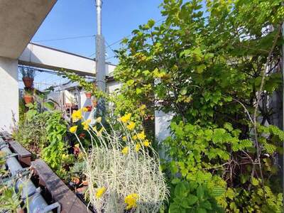 Terrassenwohnung kaufen in 1050 Wien (Bild 5)