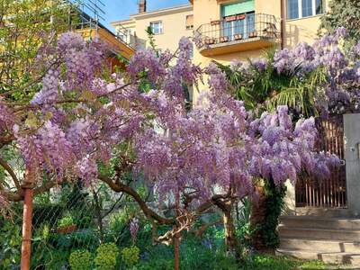 Altbauwohnung kaufen in 34134 Trieste (Bild 3)