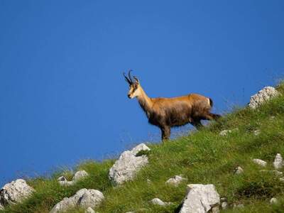Grundstück kaufen in 9020 Klagenfurt