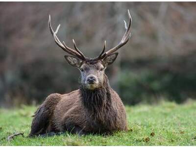 Gewerbeobjekt kaufen in 9300 Sankt Veit