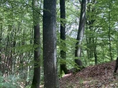 Gewerbeobjekt kaufen in 8385 Neuhaus