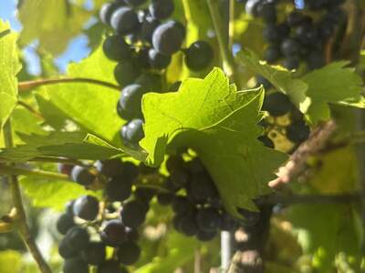 Wohnung mieten in 6373 Jochberg (Bild 4)
