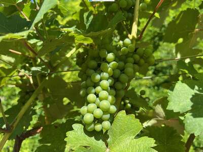 Gewerbeobjekt kaufen in 3492 Engabrunn (Bild 4)