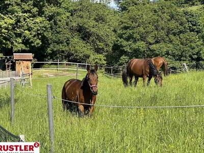 Haus kaufen in 2384 Breitenfurt (Bild 4)