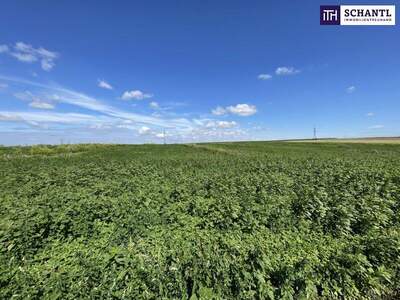 Grundstück kaufen in 2440 Moosbrunn (Bild 2)