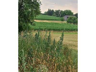 Haus kaufen in 7512 Harmisch