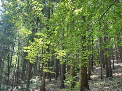 Gewerbeobjekt kaufen in 8112 Gratwein