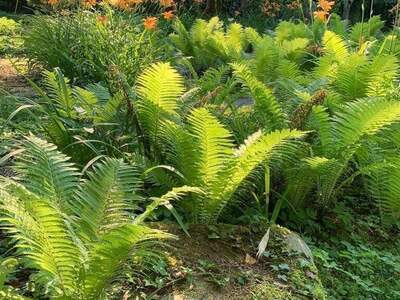 Grundstück kaufen in 8121 Deutschfeistritz (Bild 4)