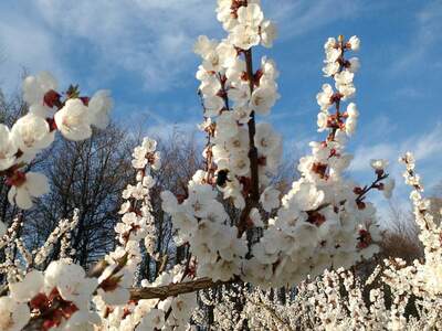Gewerbeobjekt kaufen in 3644 Emmersdorf (Bild 2)