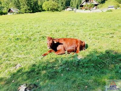 Grundstück kaufen in 4724 Neukirchen