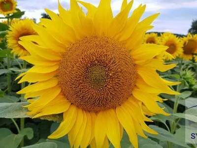 Grundstück kaufen in 3701 Großweikersdorf