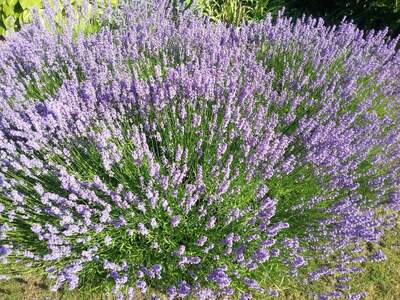 Grundstück kaufen in 2111 Obergänserndorf