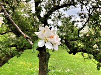 Grundstück kaufen in 3500 Egelsee