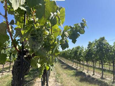 Gewerbeobjekt kaufen in 3492 Engabrunn (Bild 1)