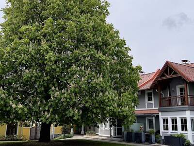 Mietwohnung in 8181 Wollsdorf (Bild 2)