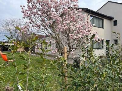 Gewerbeobjekt provisionsfrei kaufen in 3390 Melk