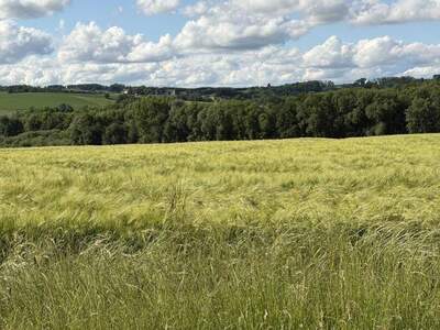 Gewerbeobjekt kaufen in 4775 Taufkirchen