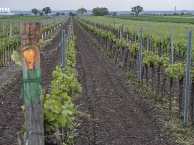 Gewerbeobjekt kaufen in 7123 Mönchhof