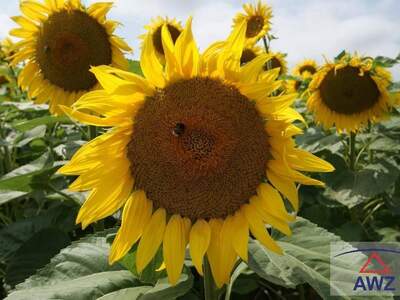 Anlageobjekt kaufen in 2011 Sierndorf