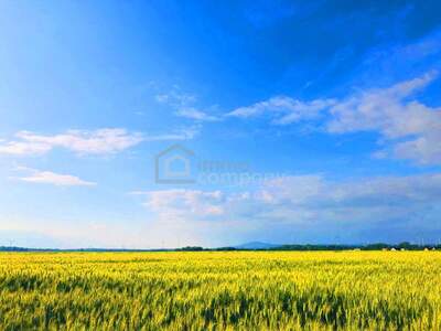 Gewerbeobjekt kaufen in 2424 Zurndorf