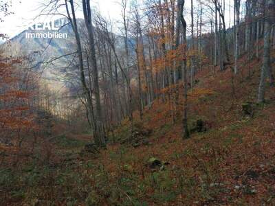 Grundstück kaufen in 3295 Lackenhof (Bild 1)