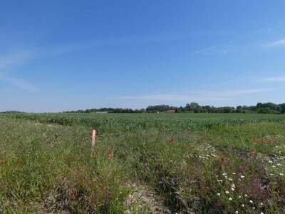 Grundstück kaufen in 2474 Gattendorf