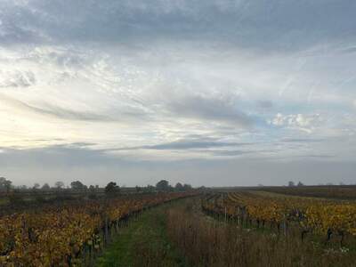 Gewerbeobjekt mieten in 7072 Mörbisch (Bild 4)