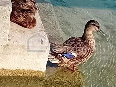 Haus kaufen in 3452 Atzenbrugg