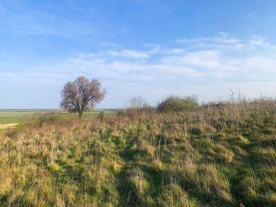 Grundstück kaufen in 2425 Nickelsdorf
