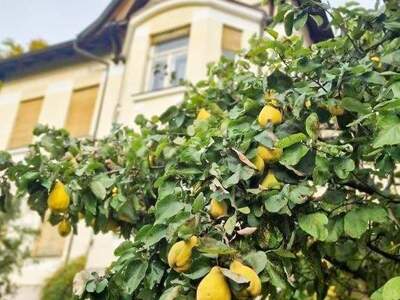 Haus kaufen in 2560 Berndorf