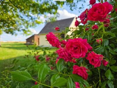 Haus mit Garten kaufen in 3932 Kirchberg