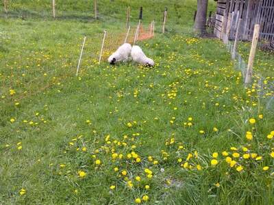 Bauernhaus kaufen in 8763 Möderbrugg (Bild 2)