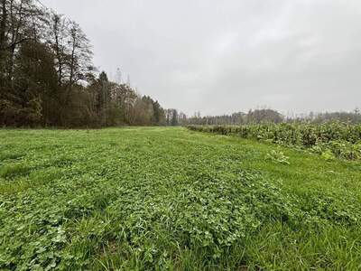 Grundstück kaufen in 4343 Mitterkirchen