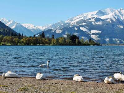 Gewerbeobjekt kaufen in 5700 Zell am See