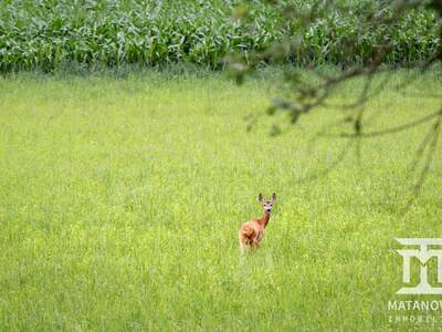 Gewerbeobjekt kaufen in 9062 Tigring (Bild 4)
