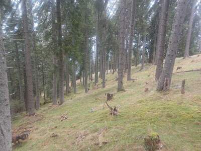 Gewerbeobjekt kaufen in 9542 Verditz (Bild 5)