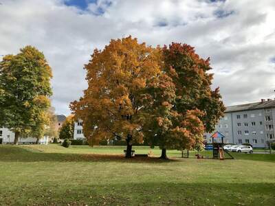 Wohnung mieten in 8720 Knittelfeld