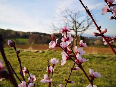 Gewerbeobjekt provisionsfrei kaufen in 8271 Bad Waltersdorf